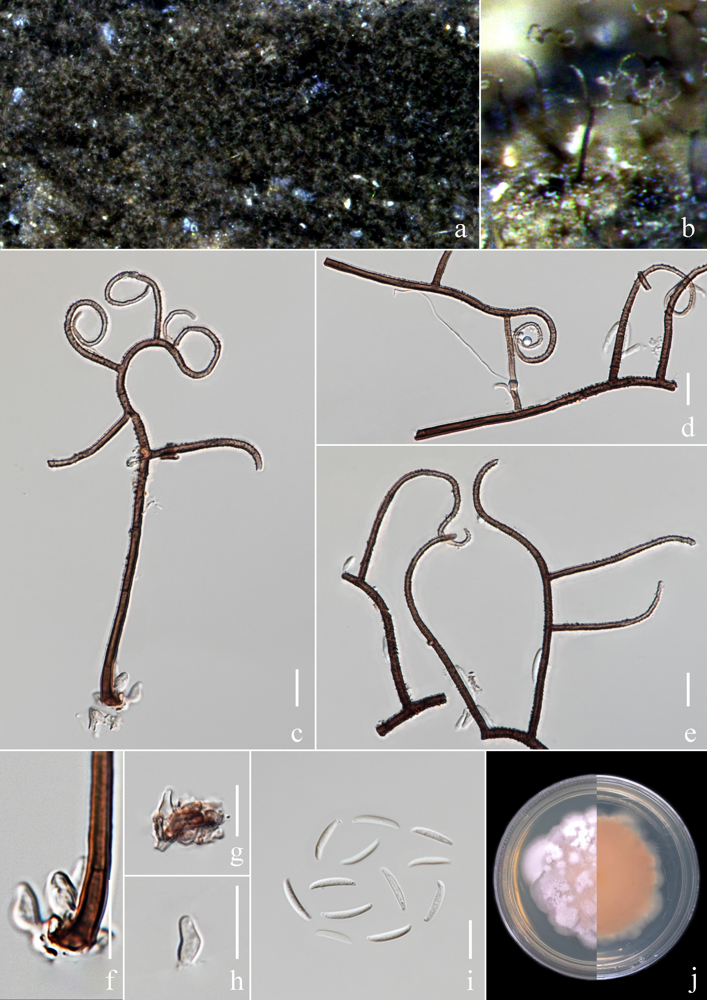 Figure 114